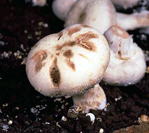 Top 5 Contaminations in Mushroom Cultivation: Identifying and Combating ...